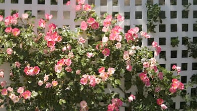 white trellis with pink flowers